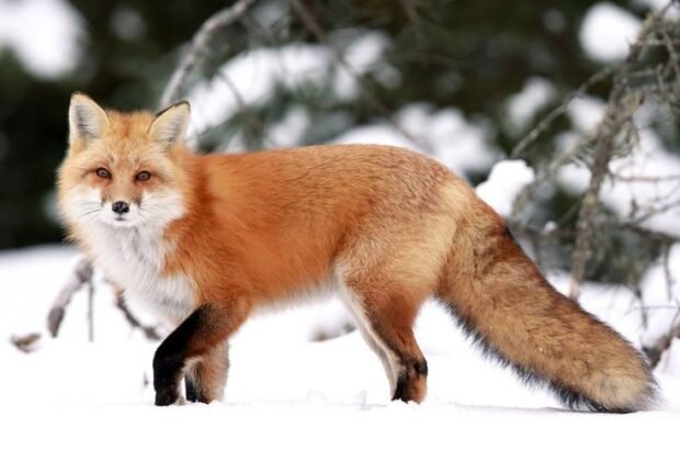Red fox