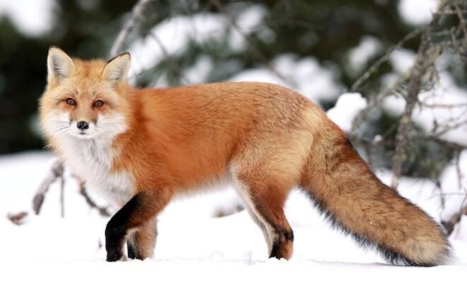 Red fox
