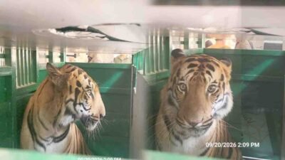 Tiger