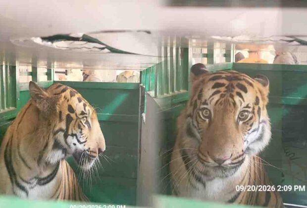 Tiger