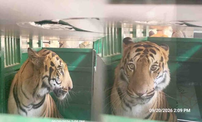 Tiger