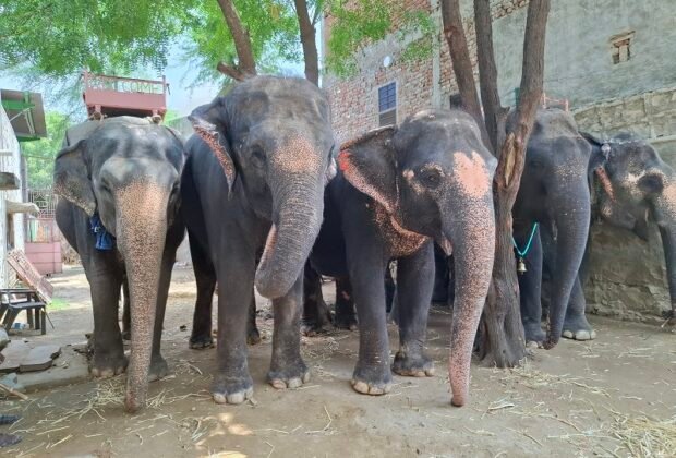Humane Treatment for All Animals is the Call of the Hour, says World Animal Protection