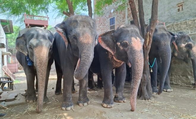 Humane Treatment for All Animals is the Call of the Hour, says World Animal Protection