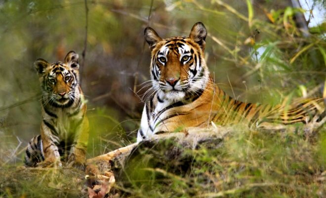 Tiger